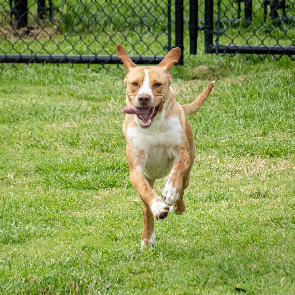 Dipsy, a Adoptable Mixed Breed in Emporia, KS image 3/6