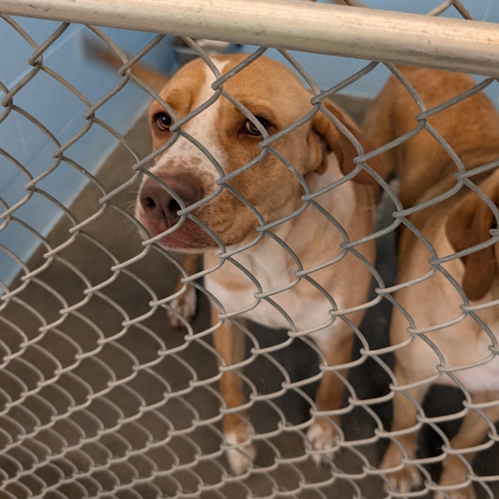Enlarge Dipsy, a Adoptable Mixed Breed in Emporia, KS image 2/3