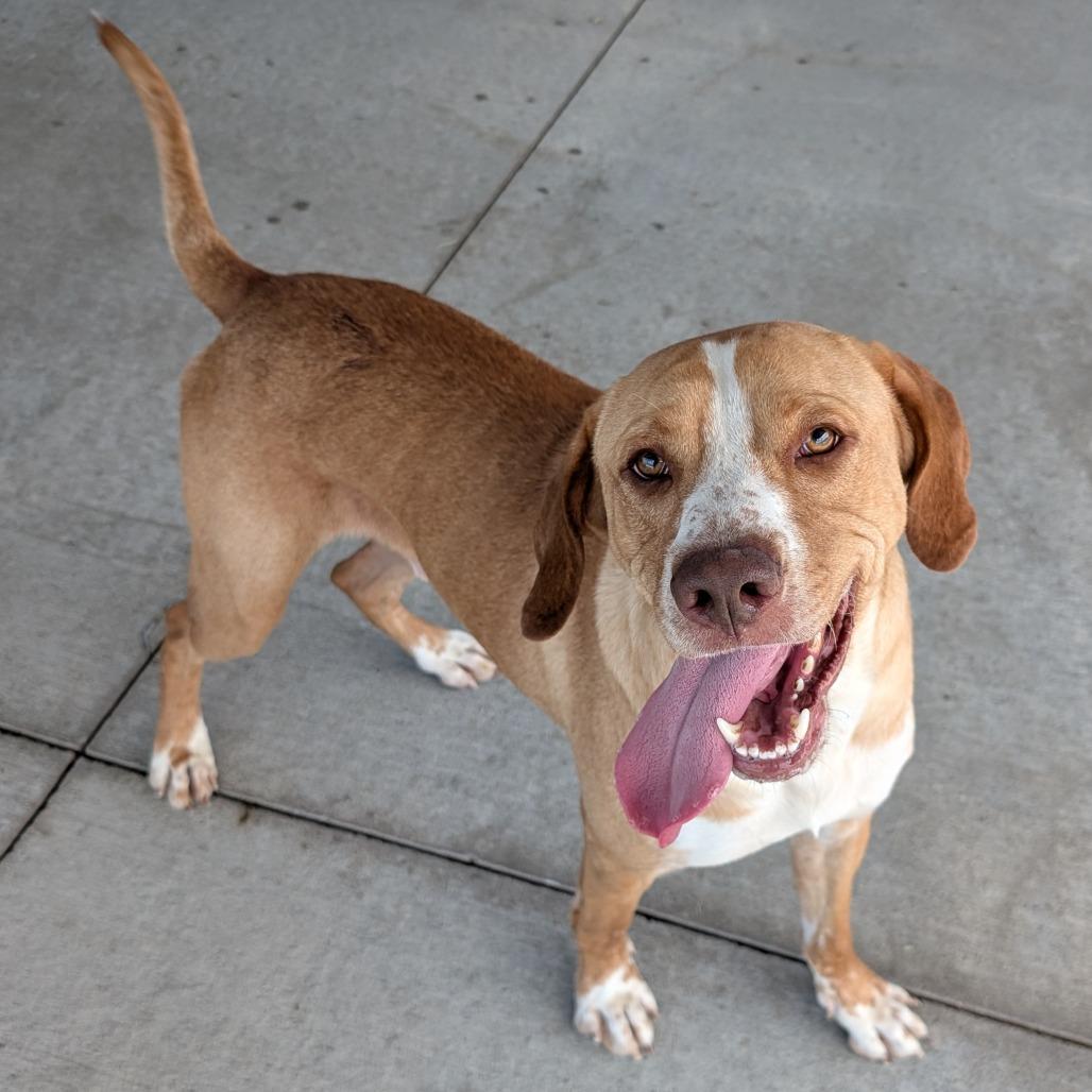 Enlarge Dipsy, a Adoptable Mixed Breed in Emporia, KS image 3/3