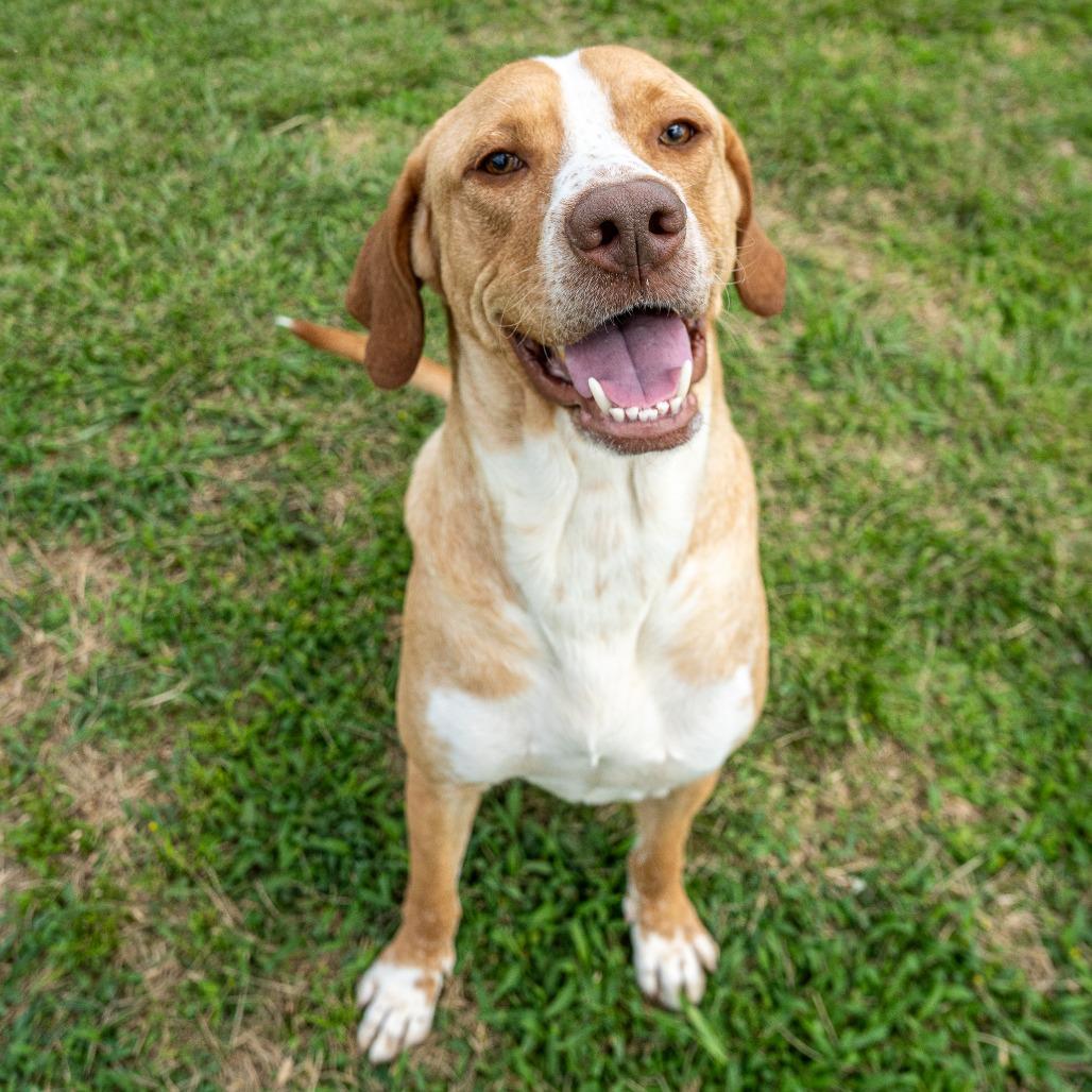 Dipsy, a Adoptable Mixed Breed in Emporia, KS image 6/6