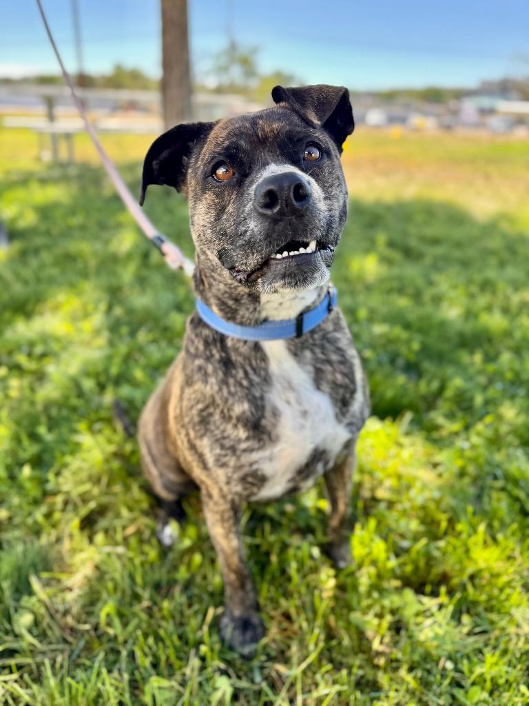Ellie, Adoptable, Adult Female English Bulldog & Mixed Breed.