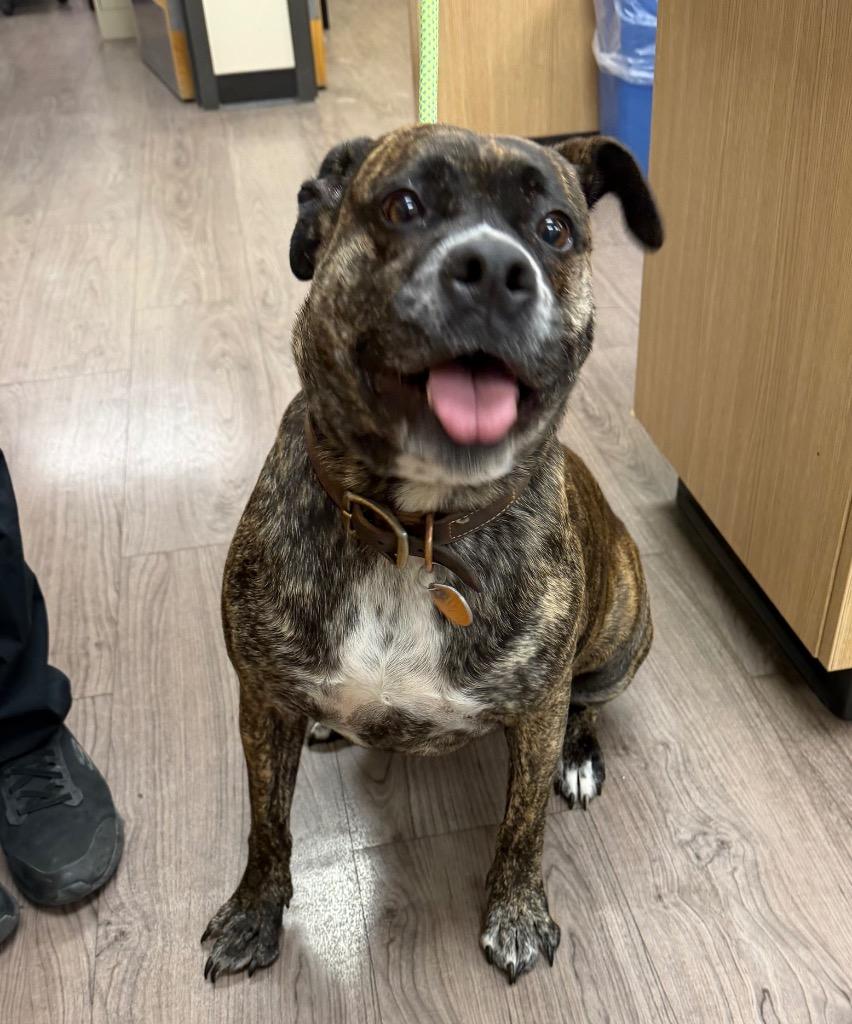 Enlarge Ellie, a Adoptable mixed breed in Gillette, WY image 2/2