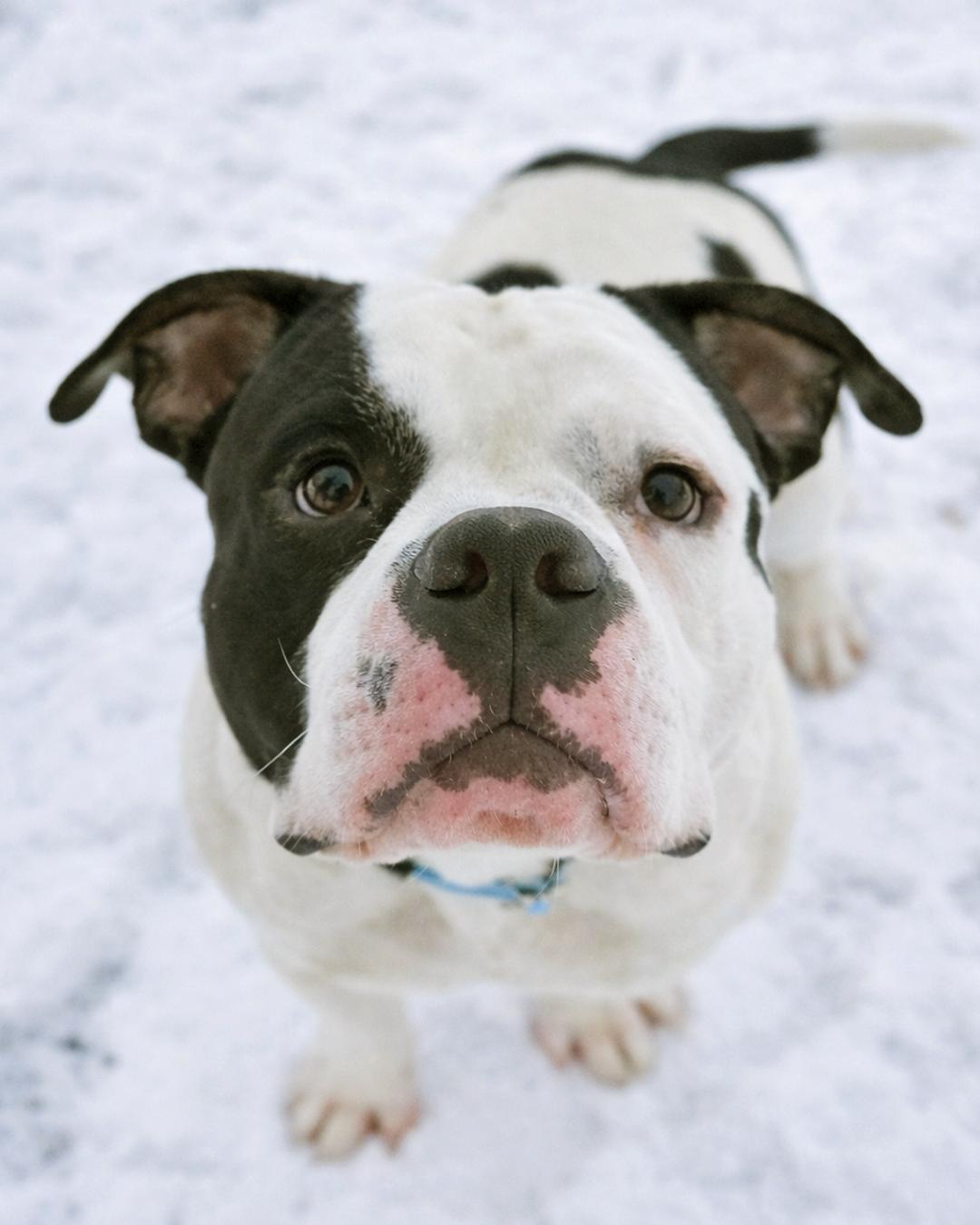 Enlarge Hubba Bubba, a Adoptable mixed breed in Westminster, MA image 2/3