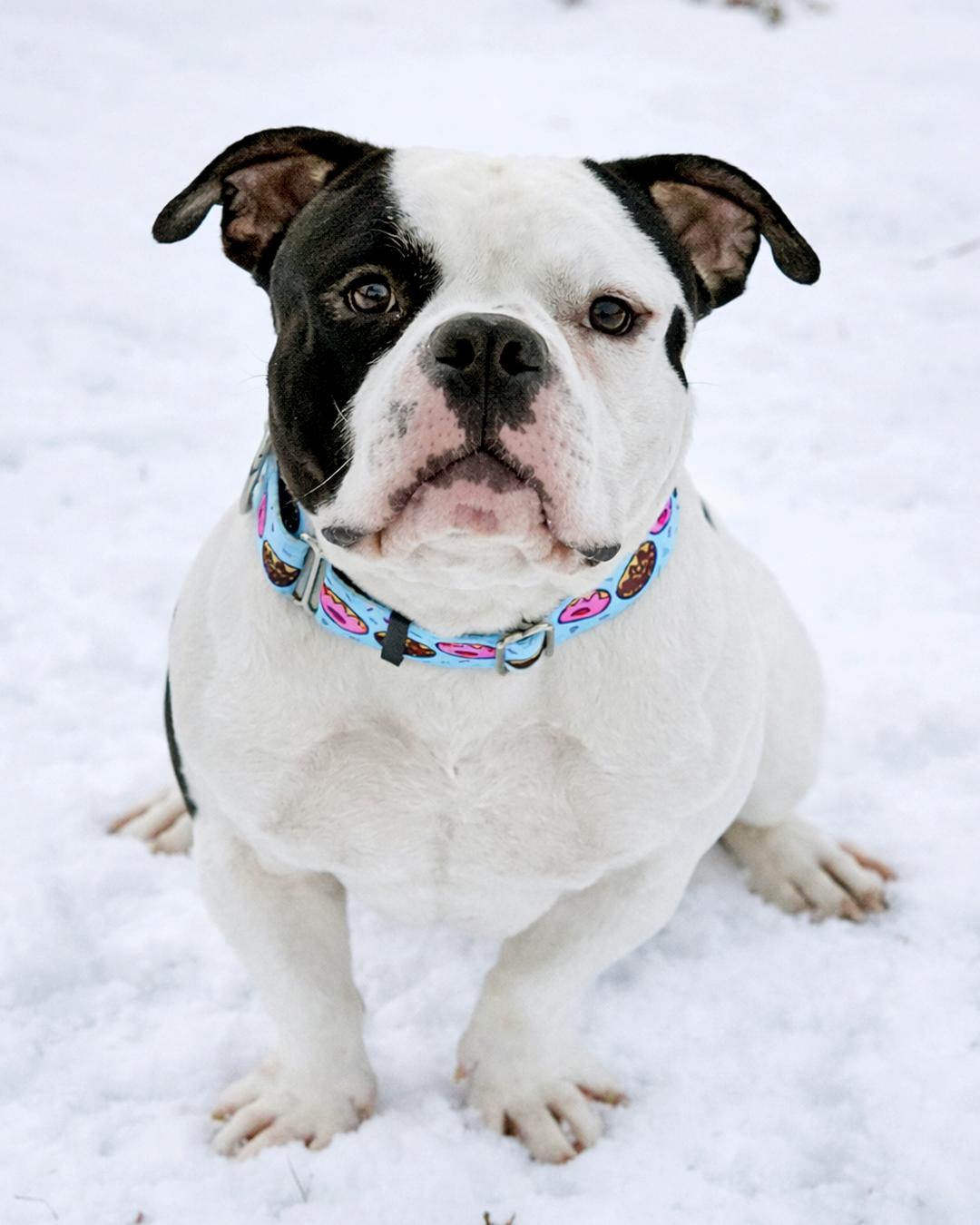 Enlarge Hubba Bubba, a Adoptable mixed breed in Westminster, MA image 3/3