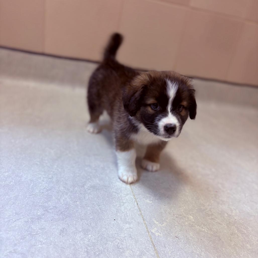 Enlarge Merlin, an adoptable mixed breed in Fenton, MI image 2/2