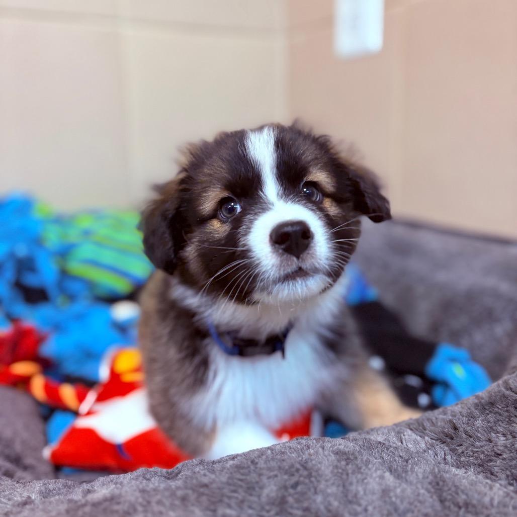 Enlarge Merlin, an adoptable mixed breed in Fenton, MI image 1/2