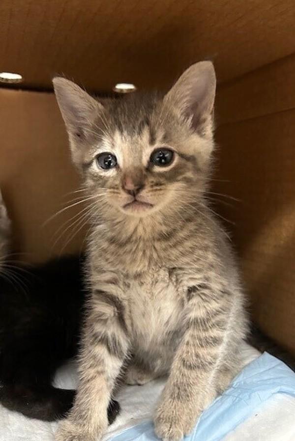 Bella, Adoptable, Adult Female Domestic Short Hair.