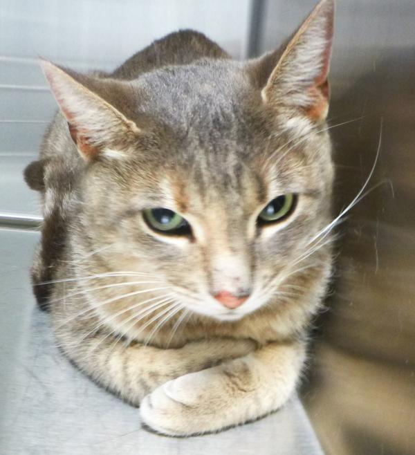 Enlarge Bella, a Adoptable mixed breed in Lafayette, LA image 2/2