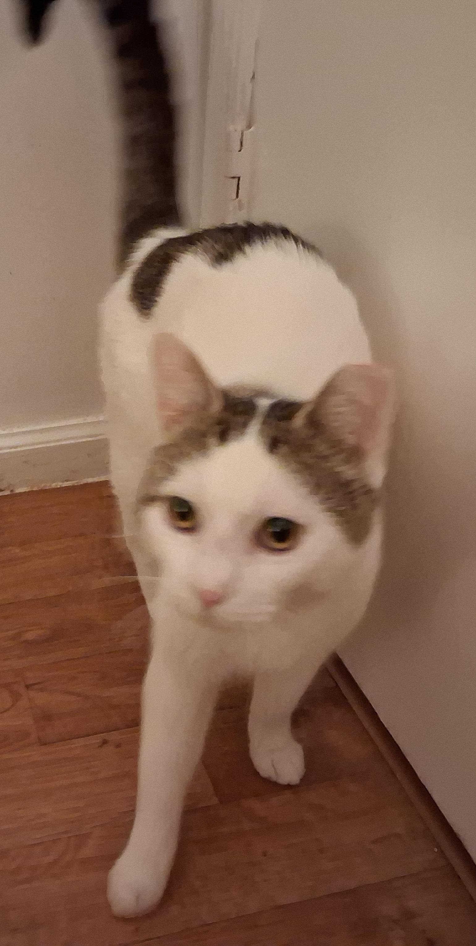 Enlarge Ray, a ADOPTABLE Tabby in Bear, DE image 5/6