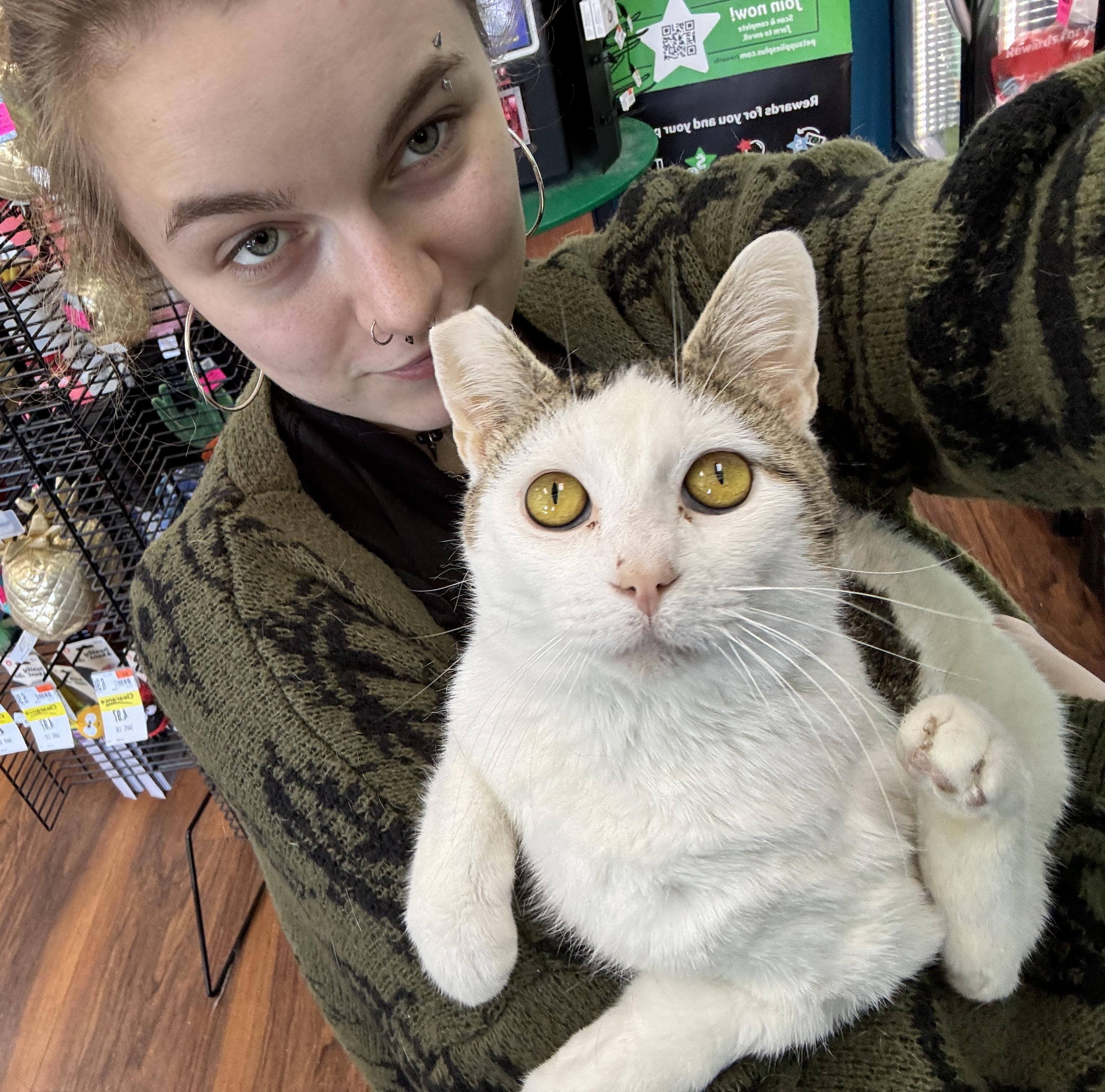 Enlarge Ray, a ADOPTABLE Tabby in Bear, DE image 3/6
