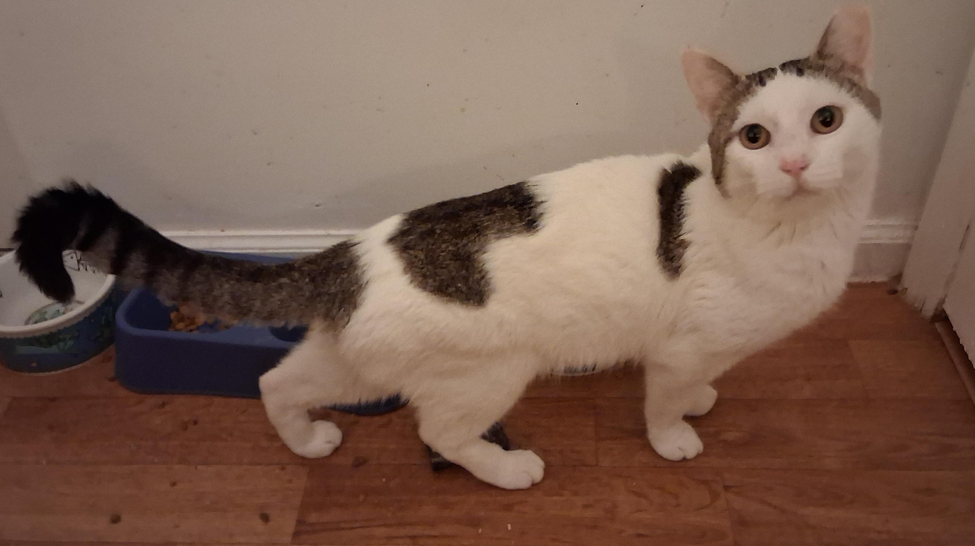 Enlarge Ray, a ADOPTABLE Tabby in Bear, DE image 4/6