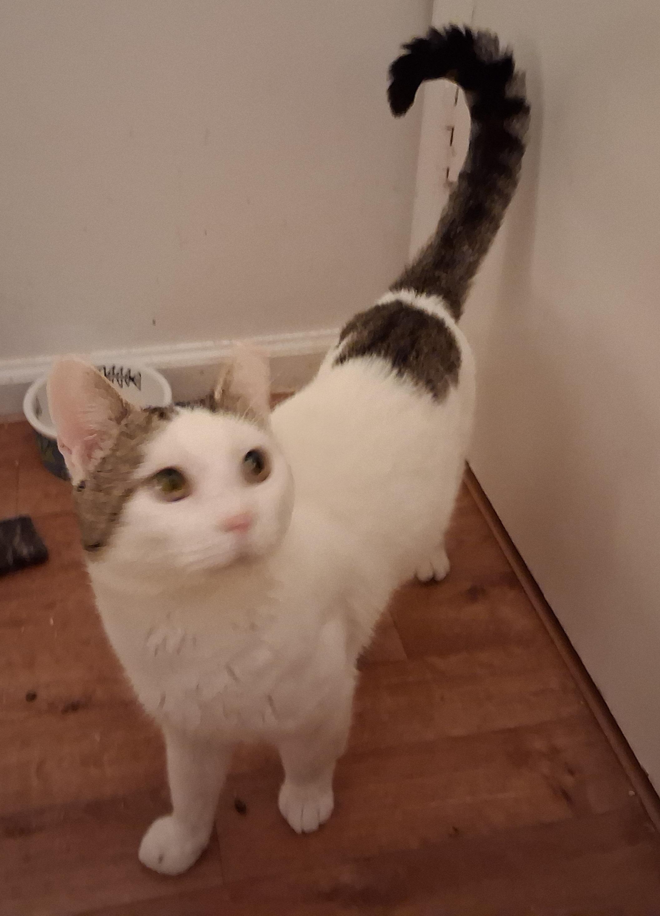 Enlarge Ray, a ADOPTABLE Tabby in Bear, DE image 6/6