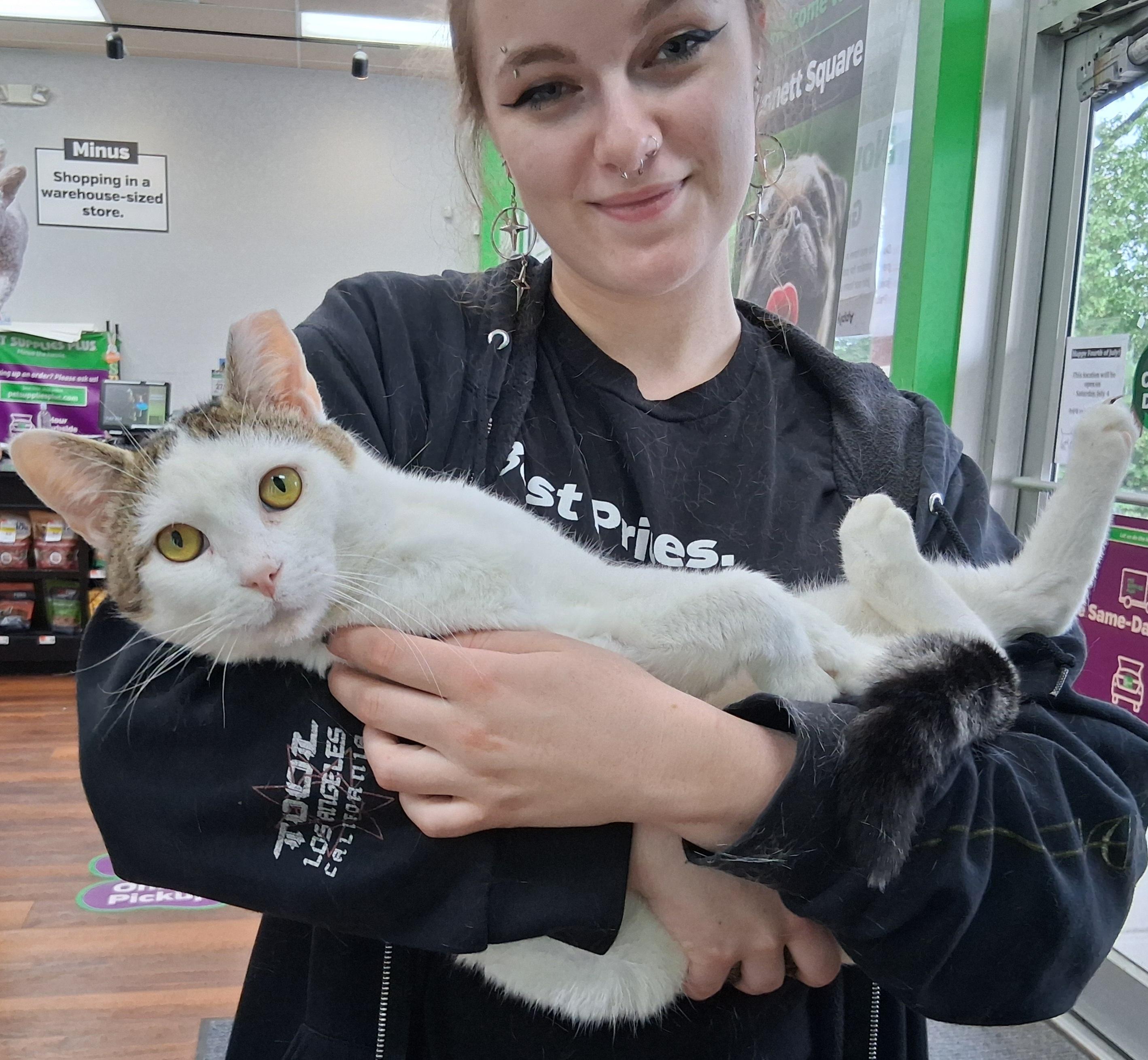 Ray, a ADOPTABLE Tabby in Bear, DE image 1/6