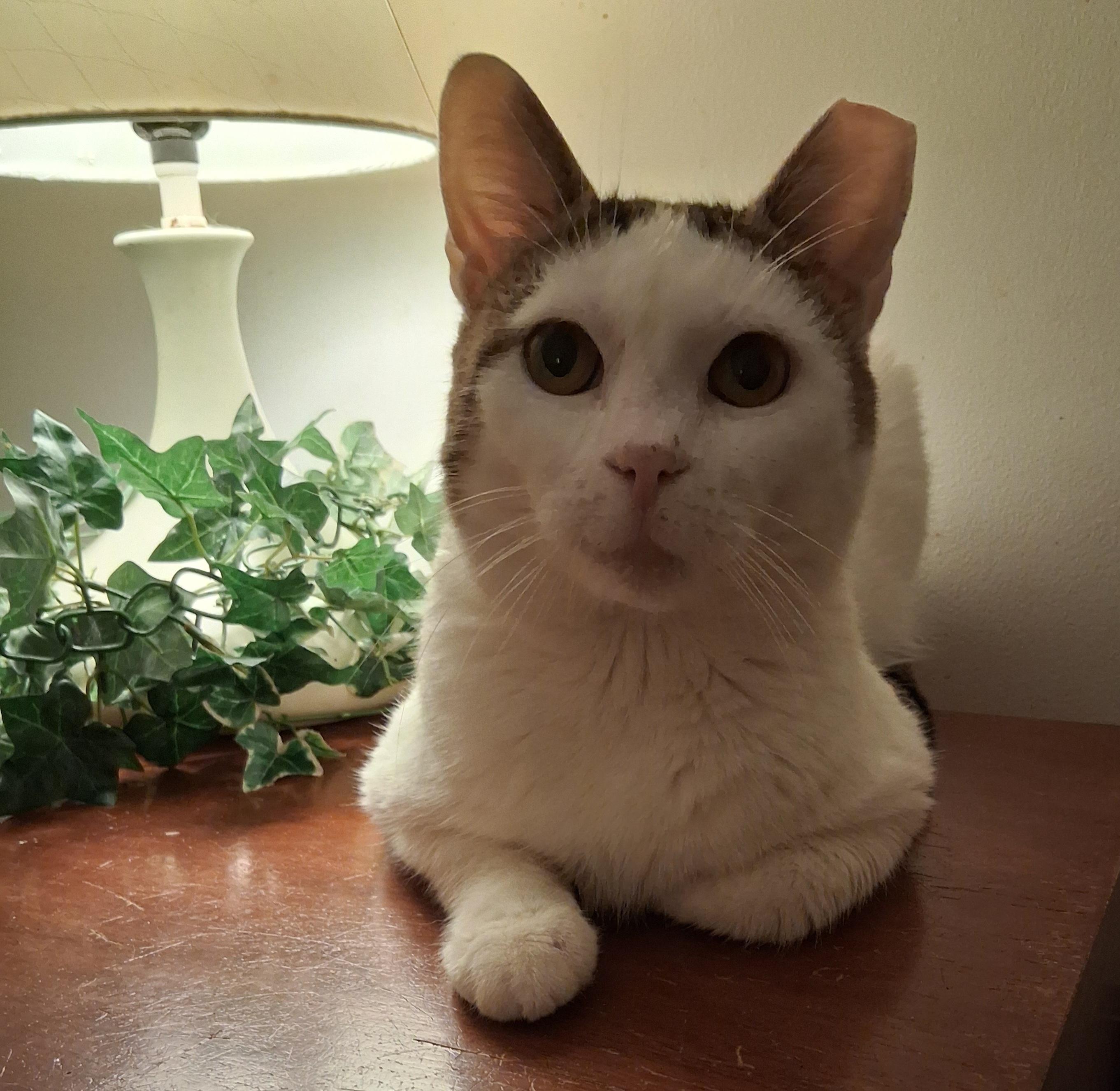 Ray, ADOPTABLE, Adult Male Tabby.