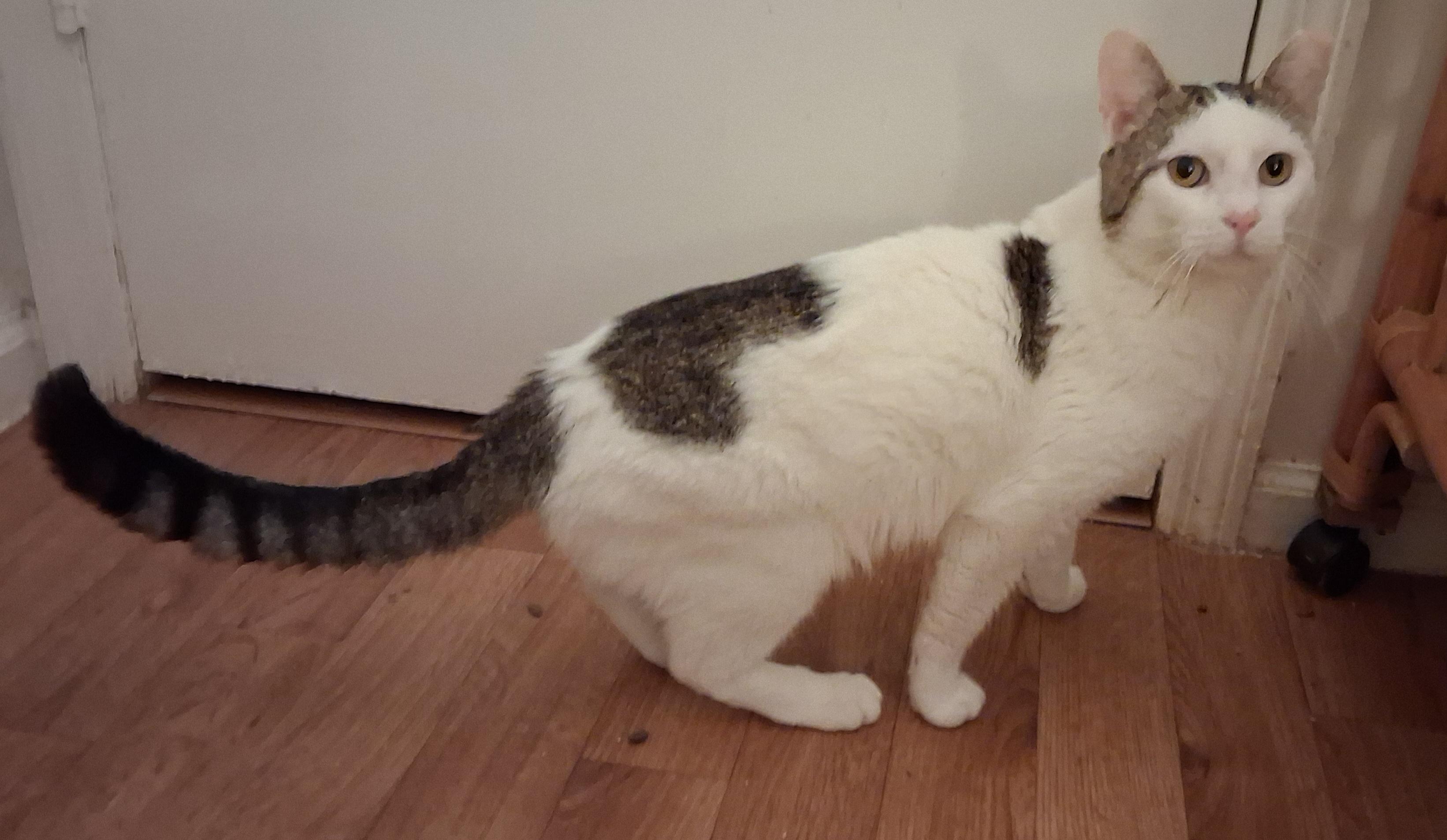 Enlarge Ray, a ADOPTABLE Tabby in Bear, DE image 2/6