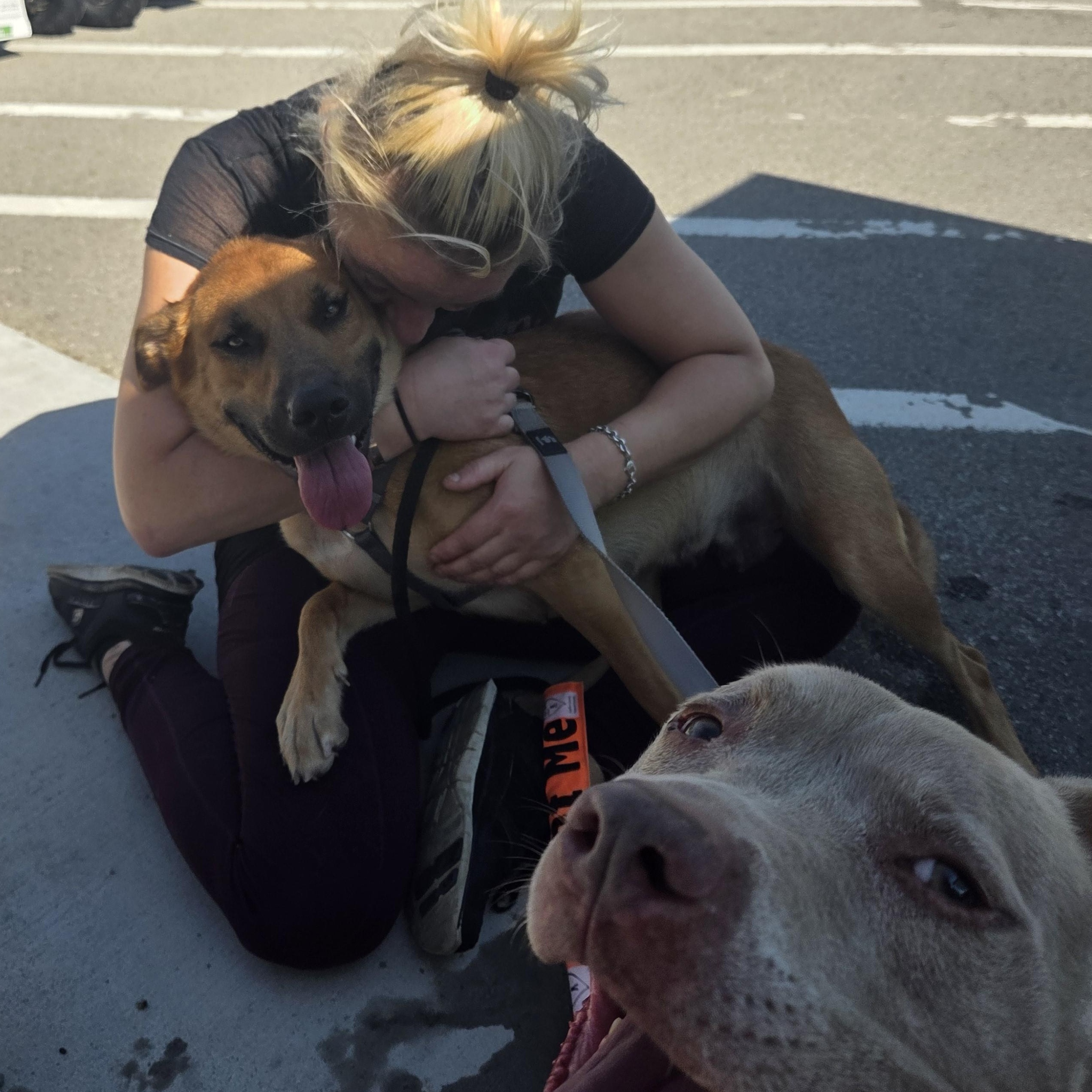 Enlarge Prego, a Adoptable mixed breed in Carsonville, MI image 5/6