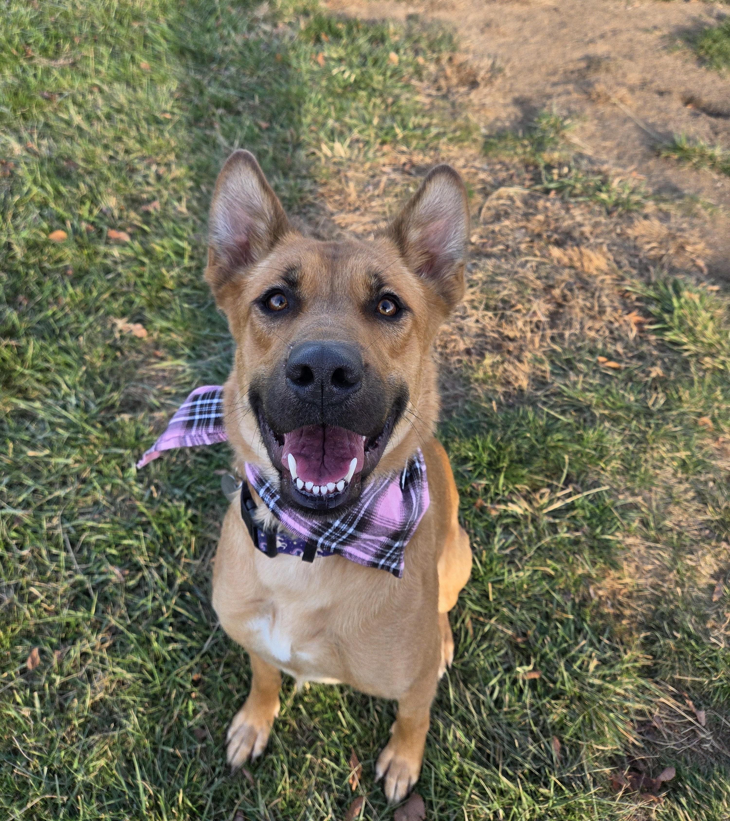 Enlarge Prego, a Adoptable mixed breed in Carsonville, MI image 1/6