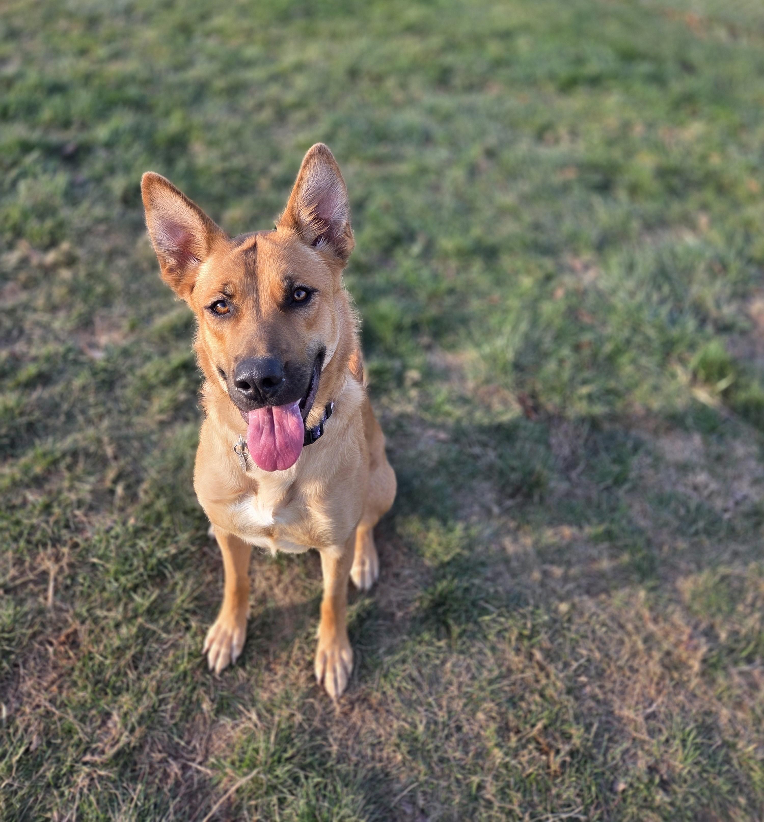 Enlarge Prego, a Adoptable mixed breed in Carsonville, MI image 4/6