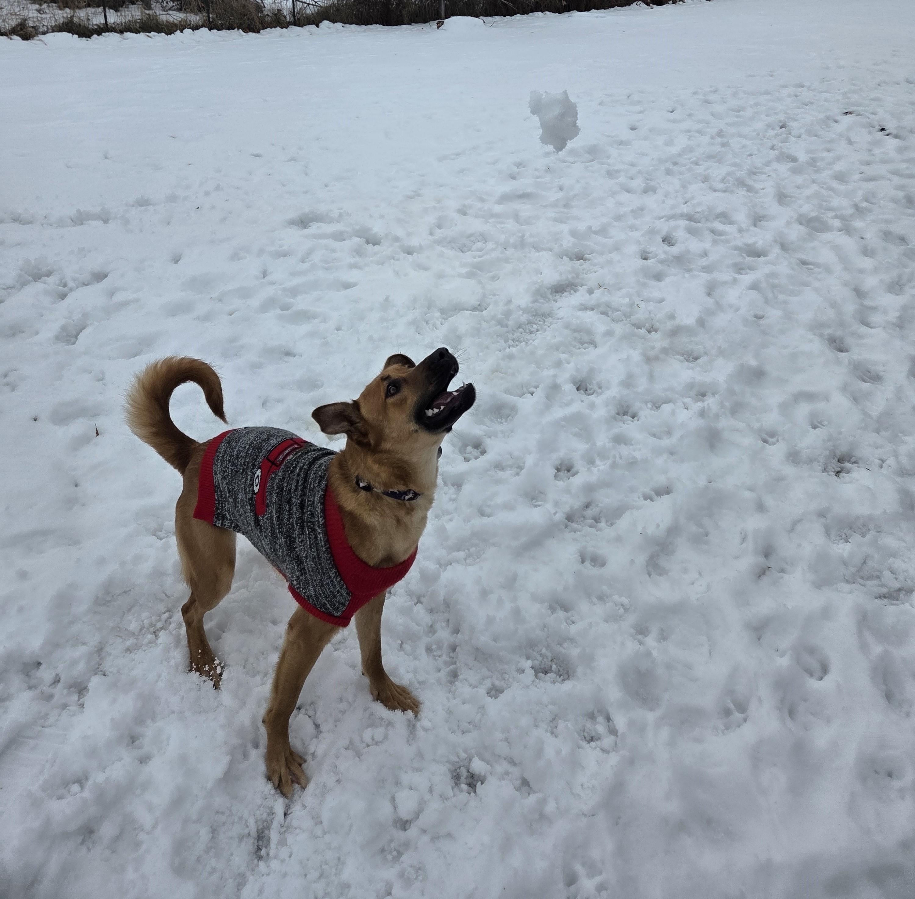 Enlarge Prego, a Adoptable mixed breed in Carsonville, MI image 3/6