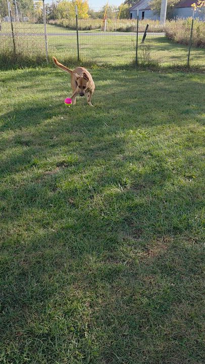 Enlarge Prego, a Adoptable mixed breed in Carsonville, MI video 6/6