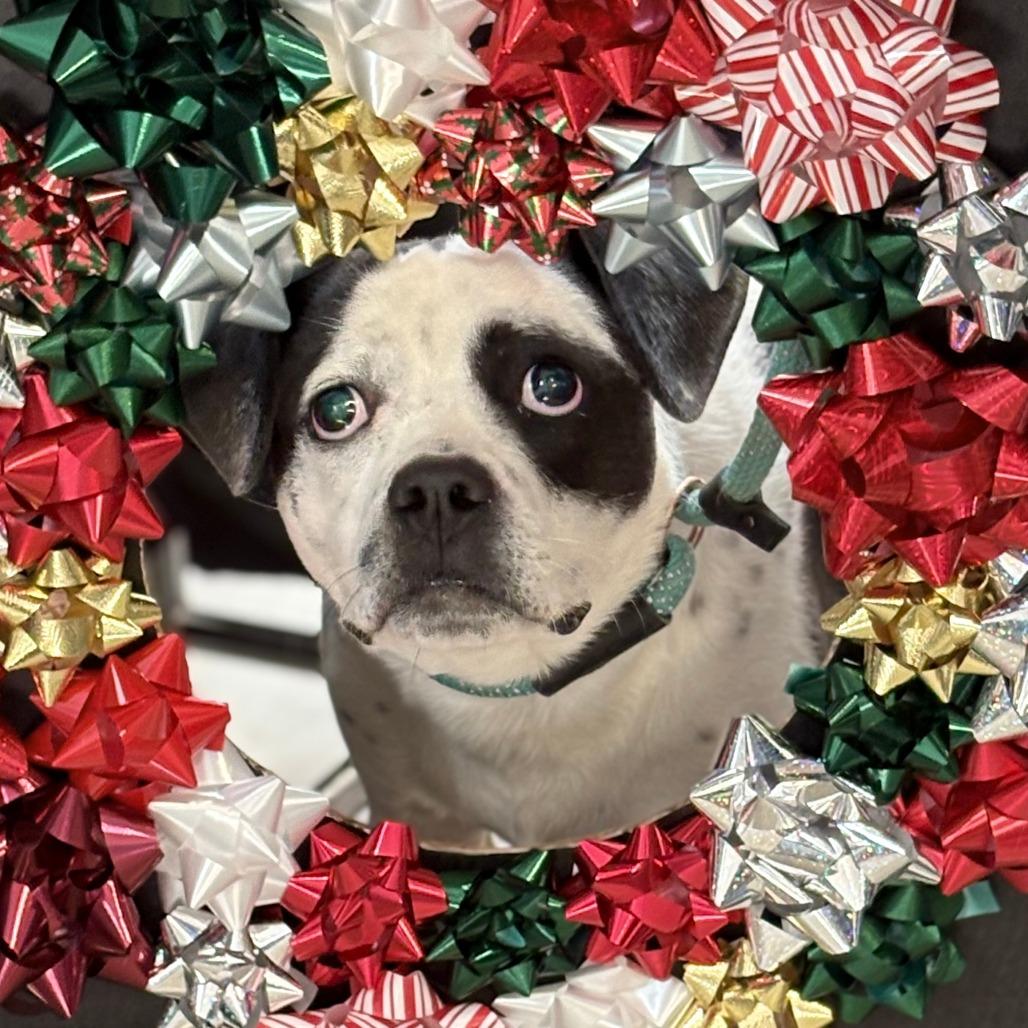 Enlarge Catfish, a Adoptable Mixed Breed in Huntsville, AL image 1/2