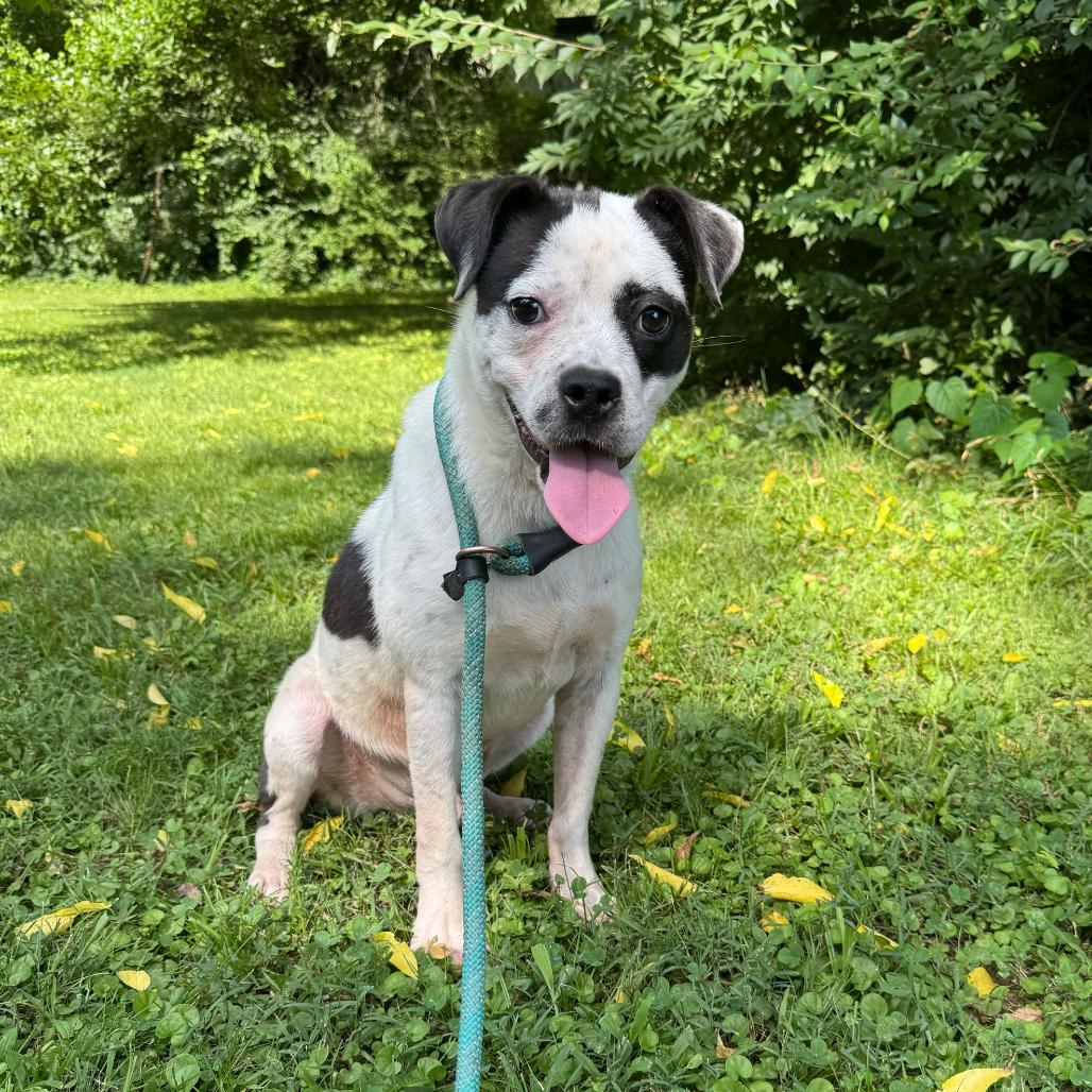 Catfish, Adoptable, Young Male Mixed Breed.