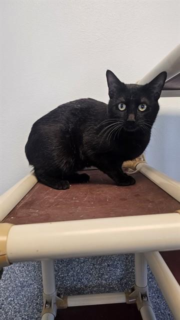 Enlarge PEDRO, a Adoptable Domestic Short Hair in Paradise, CA image 1/1