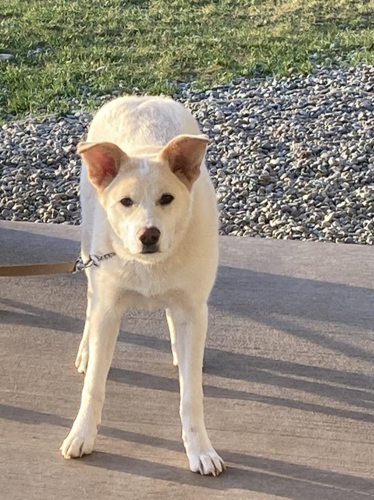 Molly, Adoptable, Puppy Female Collie & Australian Shepherd.