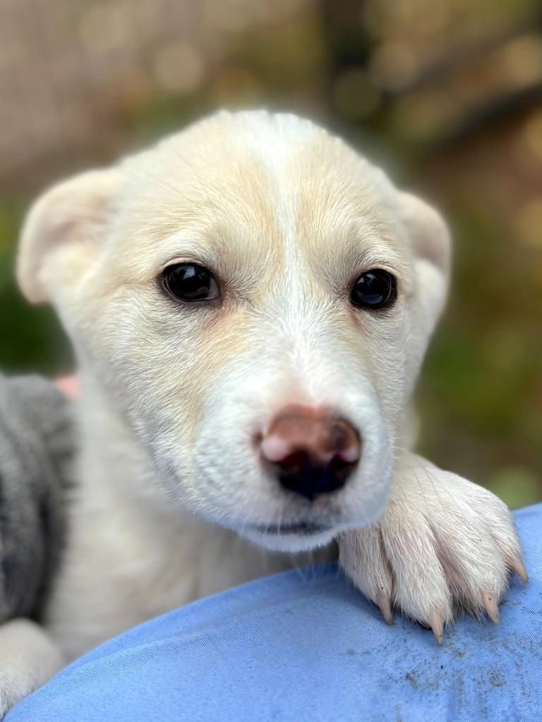 Enlarge Molly, a Adoptable mixed breed in Thompson Falls, MT image 2/4