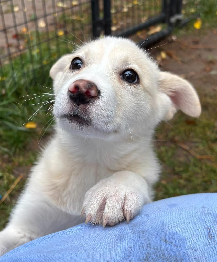 Enlarge Molly, a Adoptable mixed breed in Thompson Falls, MT image 3/4