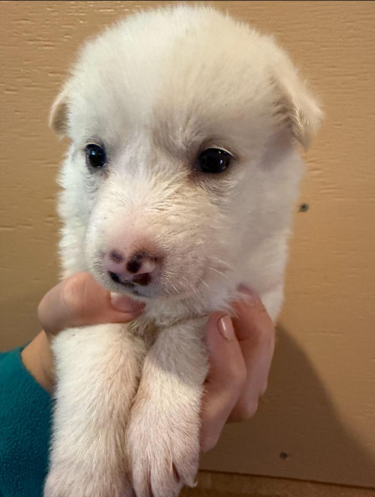 Enlarge Molly, a Adoptable mixed breed in Thompson Falls, MT image 4/4