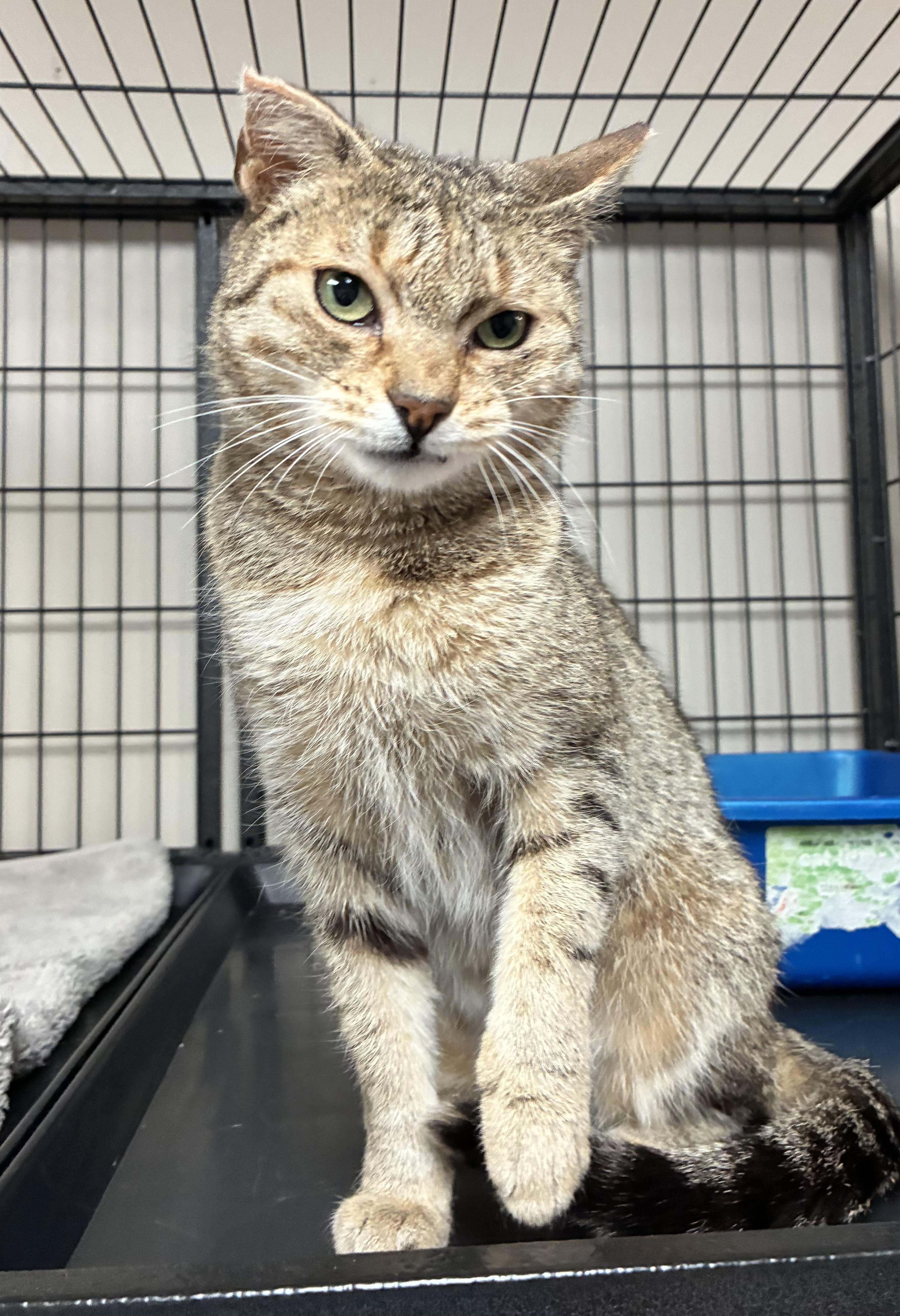 Eagle Scout, Adoptable, Adult Female Domestic Short Hair.