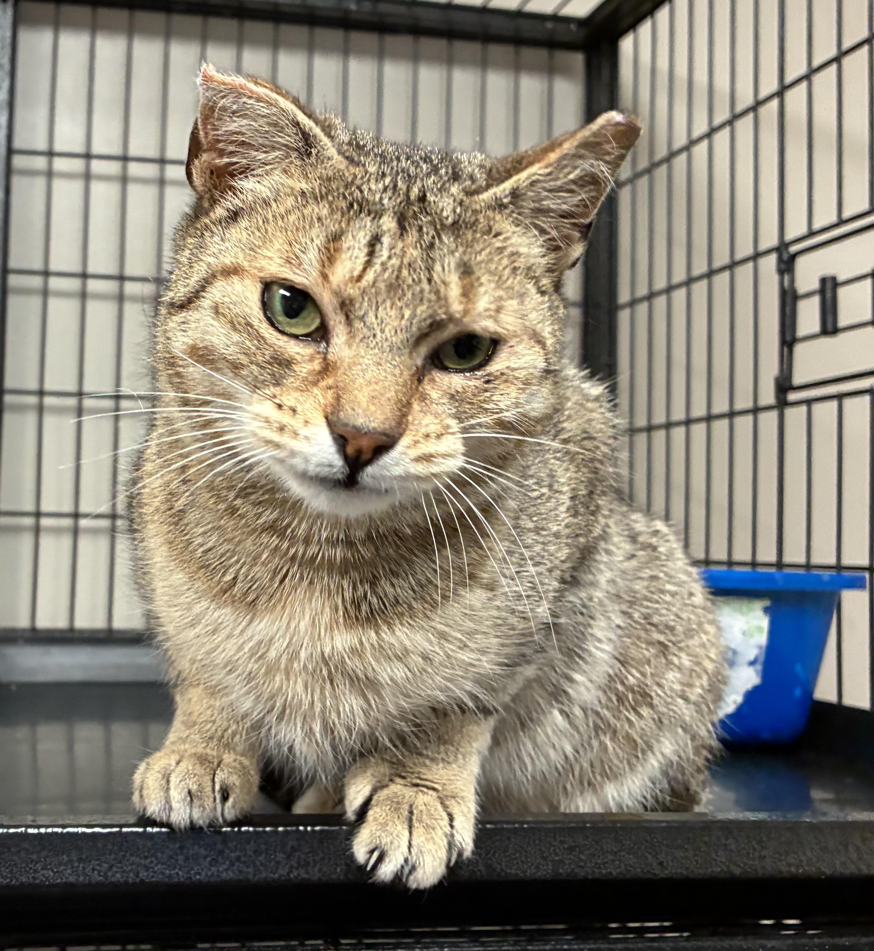 Enlarge Eagle Scout, a Adoptable Domestic Short Hair in Breinigsville, PA image 1/3