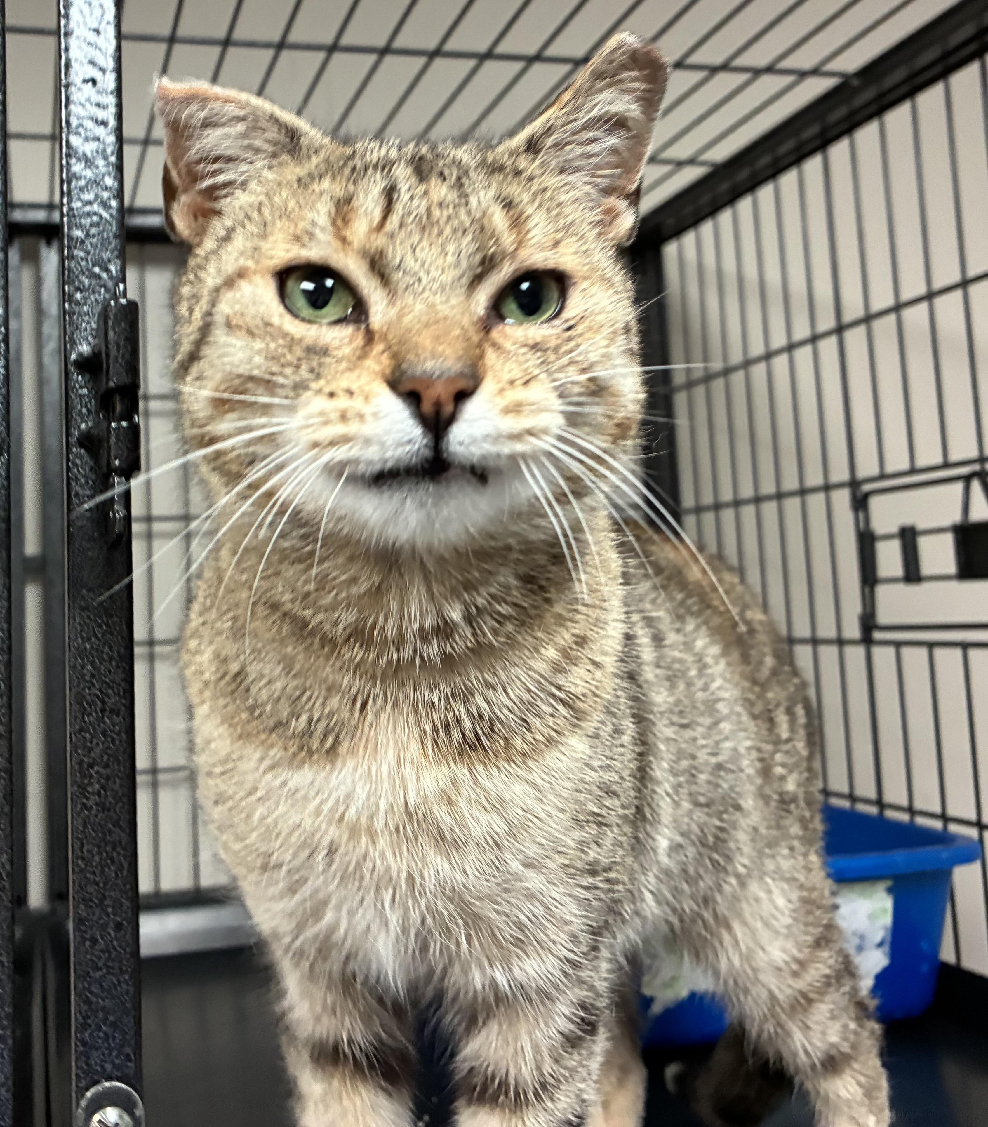 Enlarge Eagle Scout, a Adoptable Domestic Short Hair in Breinigsville, PA image 3/3