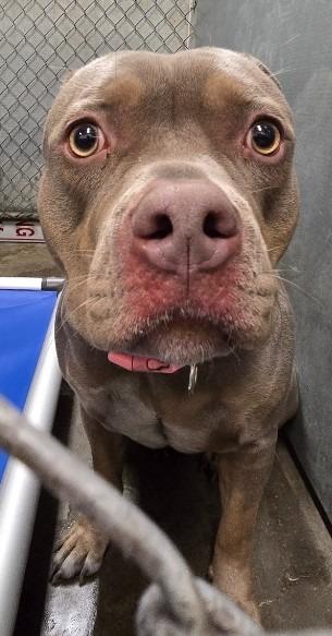 Rhubarb, Adoptable, Young Female Pit Bull Terrier.