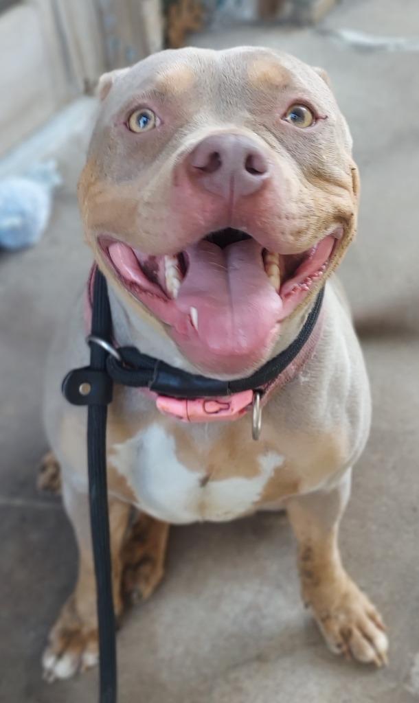 Rhubarb, a Adoptable Pit Bull Terrier in Saint Clairsville, OH image 2/2