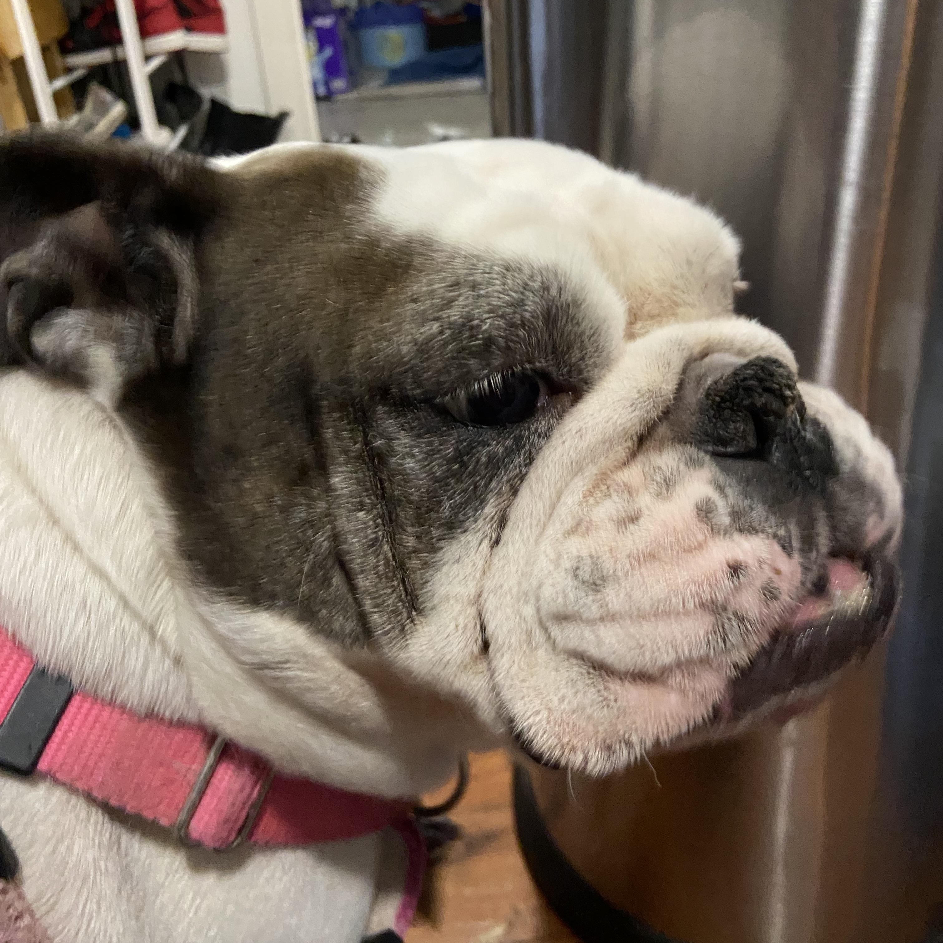 Cassie, ADOPTABLE, Adult Female English Bulldog.