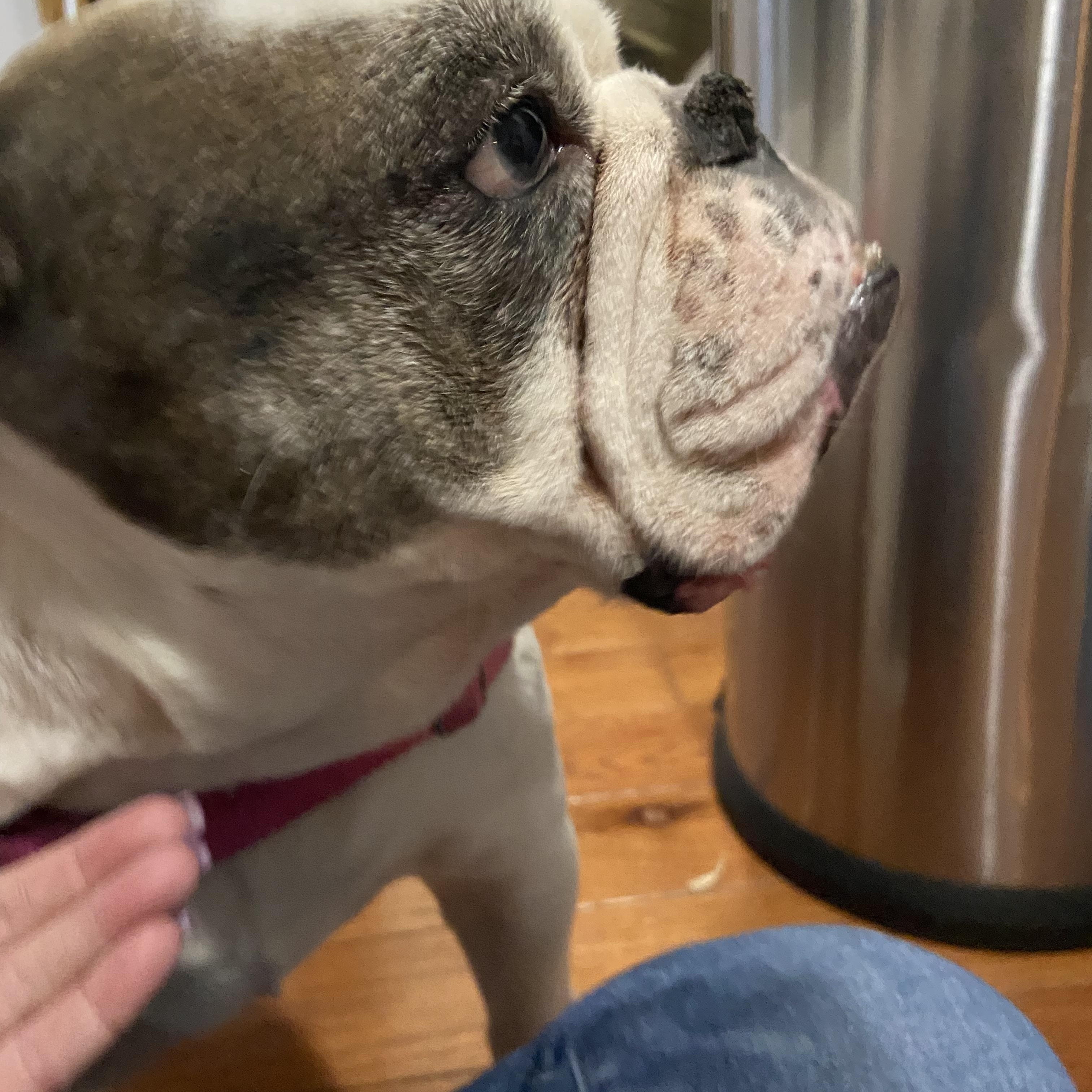 Enlarge Cassie, a ADOPTABLE English Bulldog in Belmar, NJ image 2/4