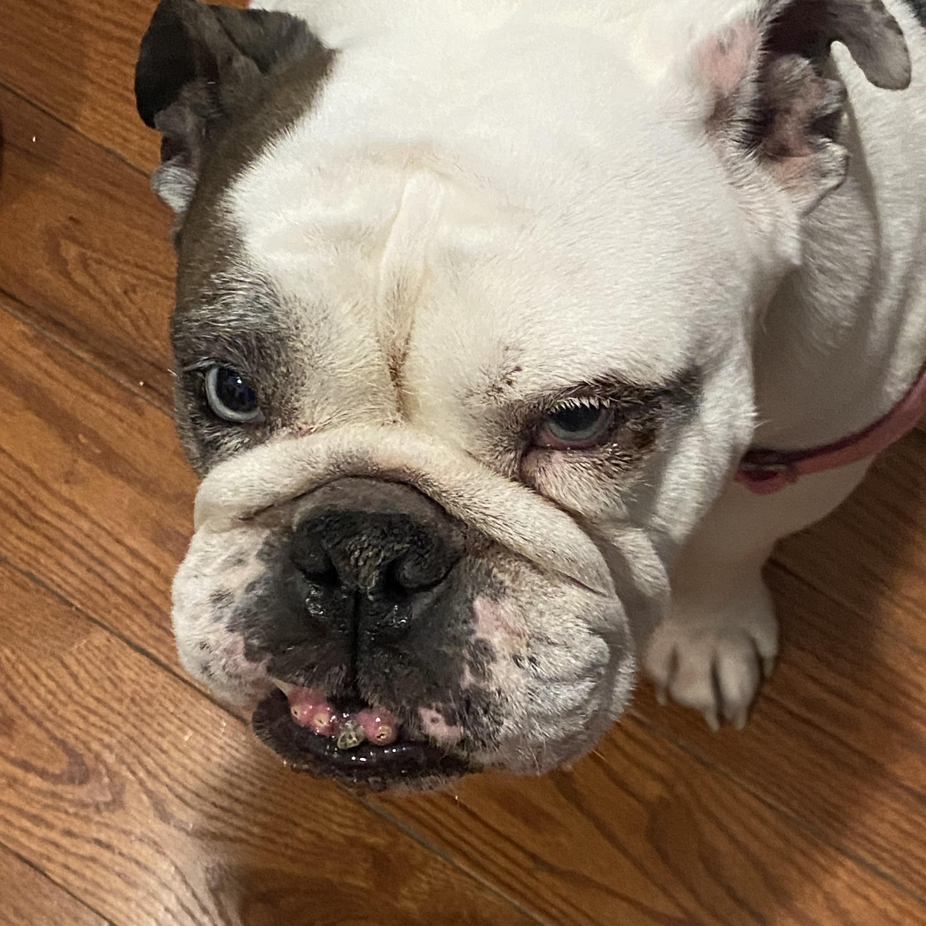 Enlarge Cassie, a ADOPTABLE English Bulldog in Belmar, NJ image 4/4