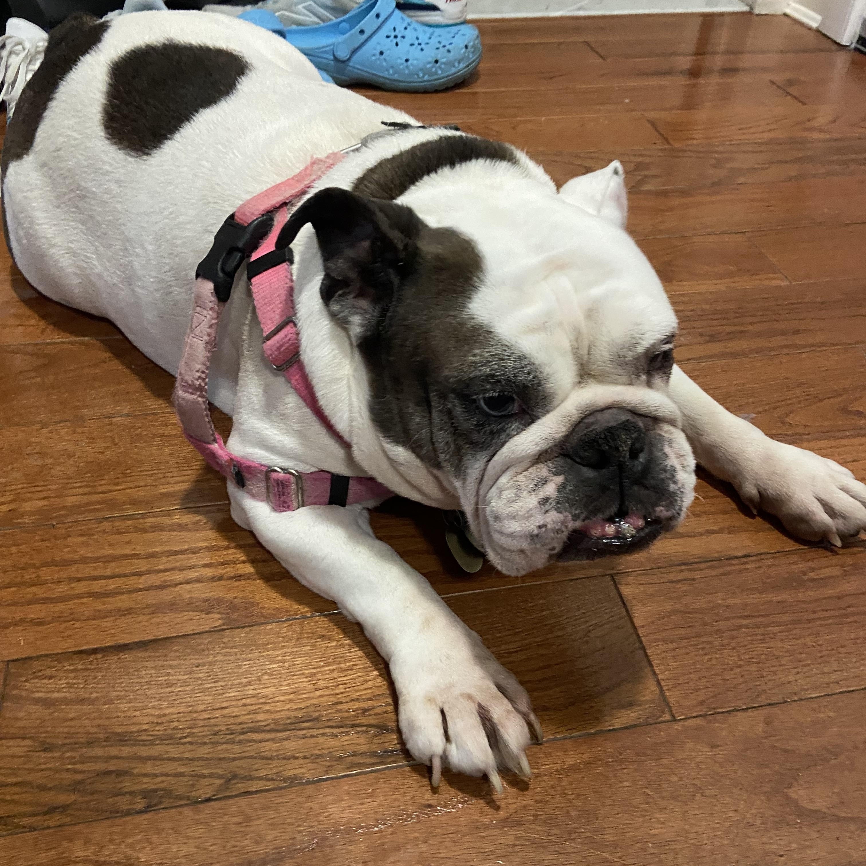 Enlarge Cassie, a ADOPTABLE English Bulldog in Belmar, NJ image 3/4