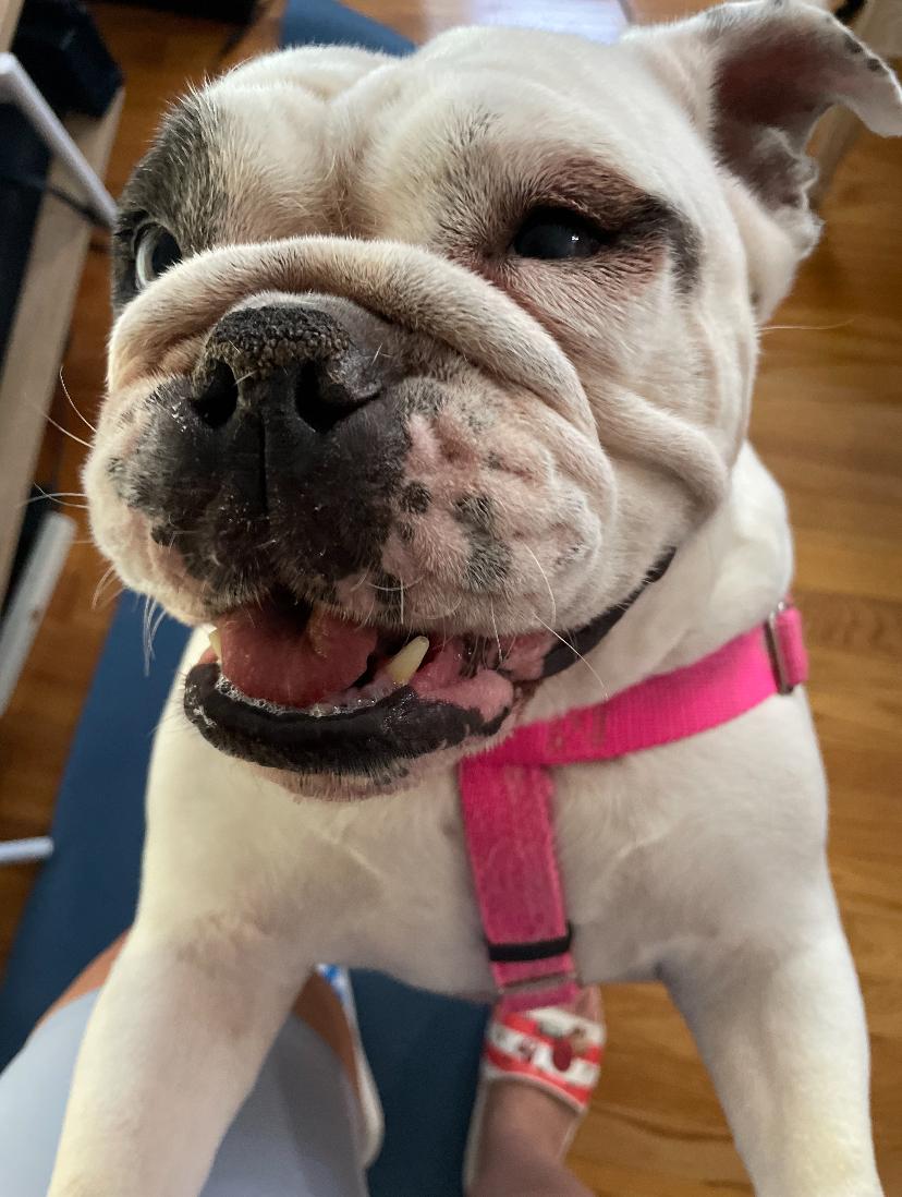 Enlarge Cassie, a ADOPTABLE English Bulldog in Belmar, NJ image 1/6