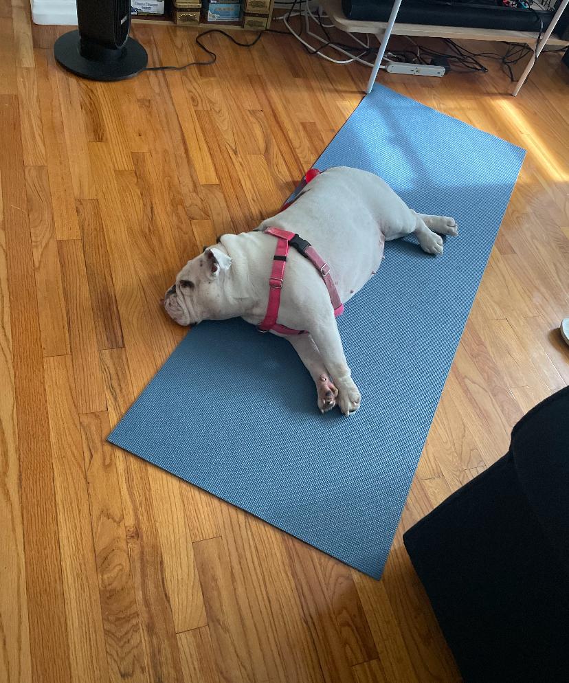 Enlarge Cassie, a ADOPTABLE English Bulldog in Belmar, NJ image 3/6