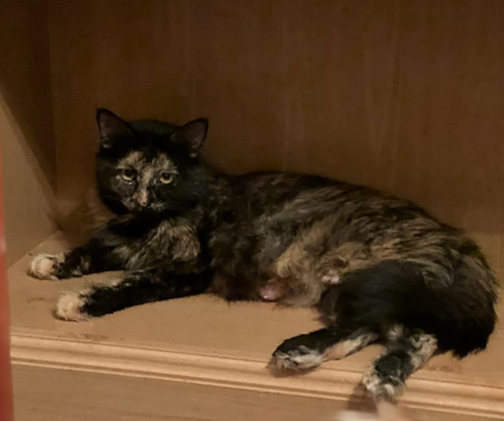 Ruby, Adoptable, Adult Female Domestic Short Hair.