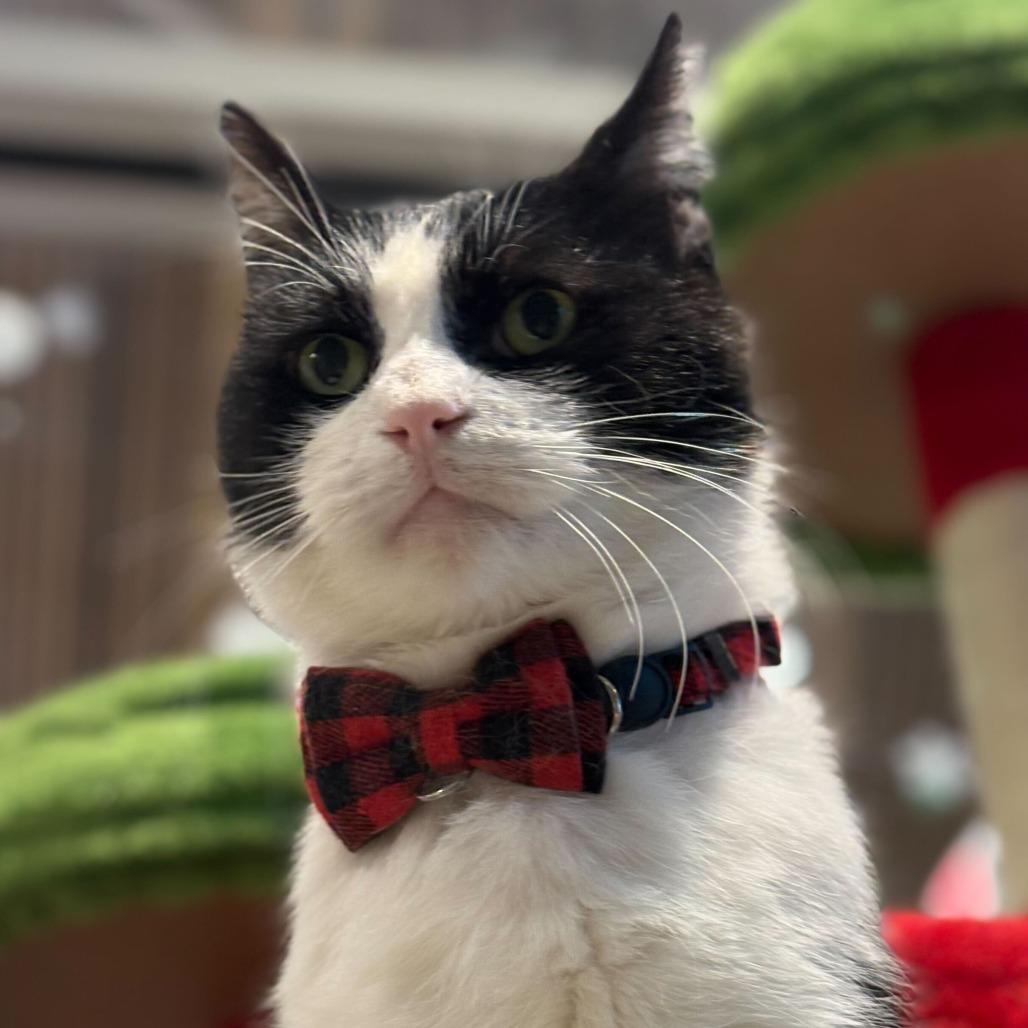 Mordecai, Adoptable, Adult Male Domestic Short Hair.