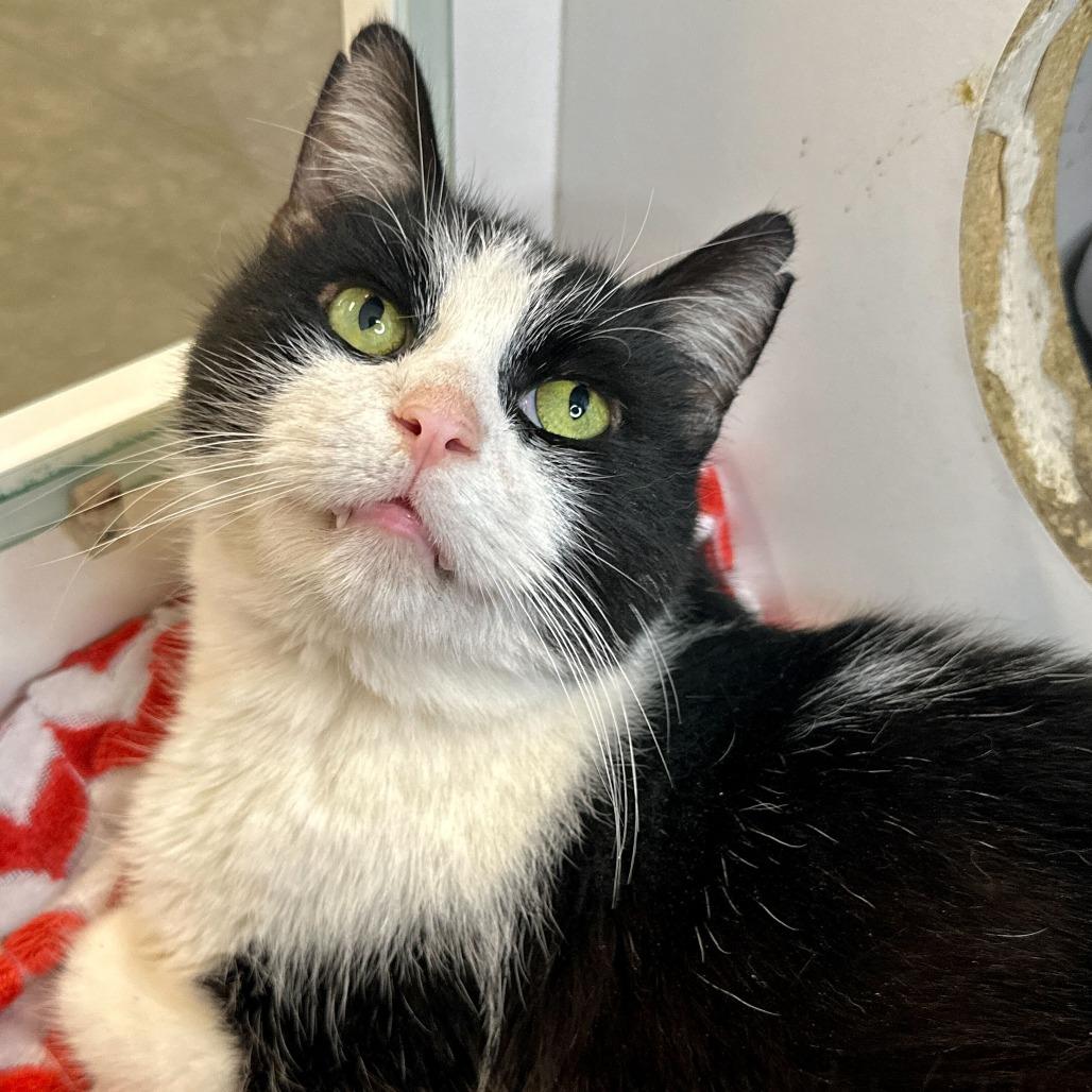 Mordecai, Adoptable, Adult Male Domestic Short Hair.