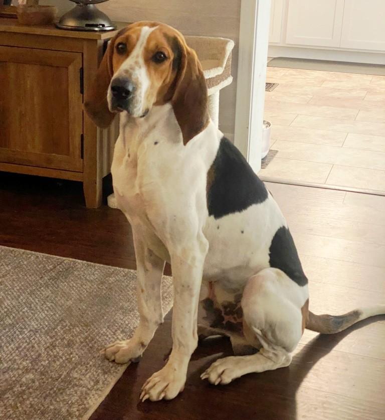 Enlarge JACK, a ADOPTABLE Treeing Walker Coonhound in Carrollton, TX image 1/1