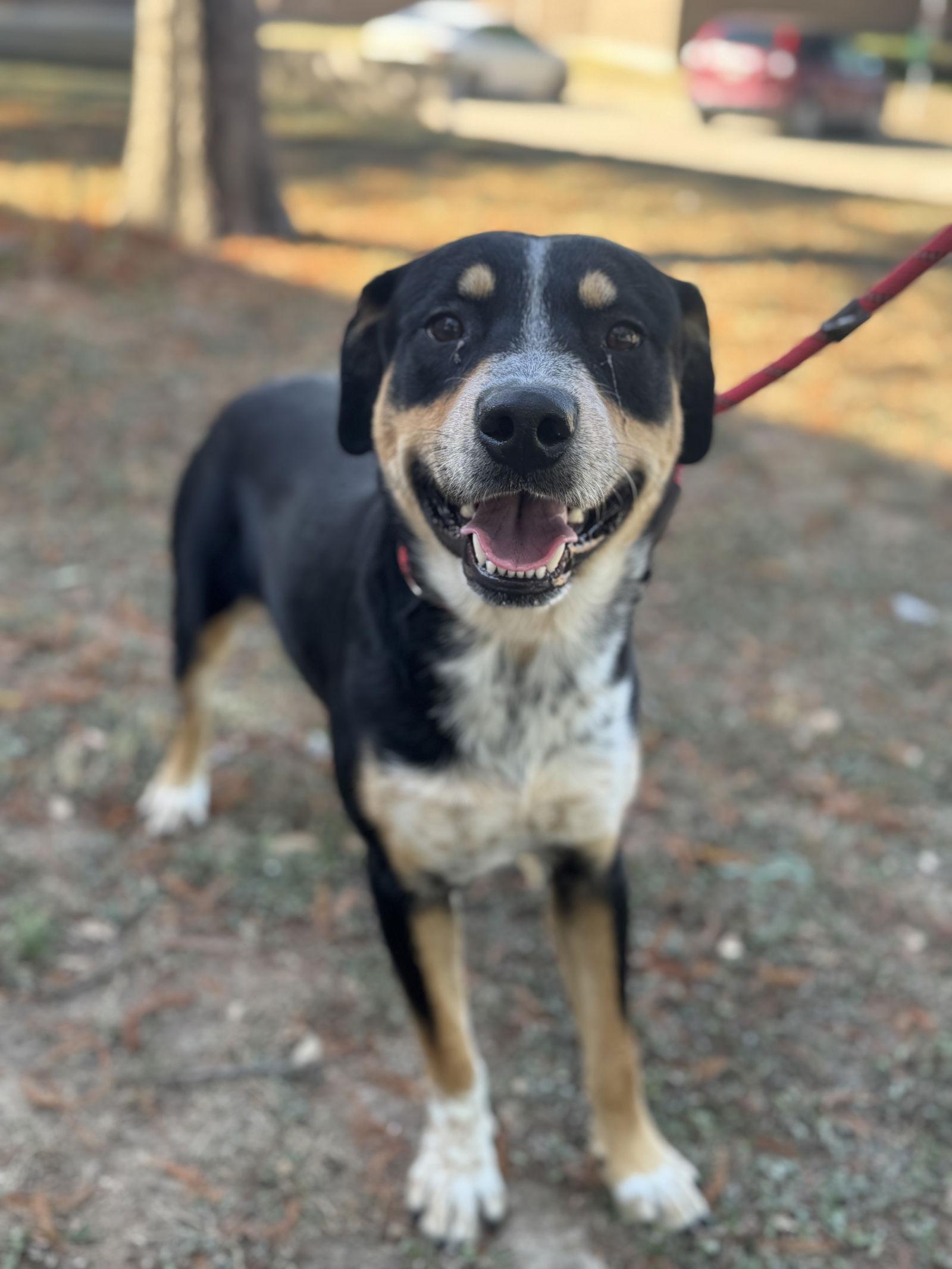 Enlarge Bruno, a Adopted mixed breed in Richardson, TX image 1/3