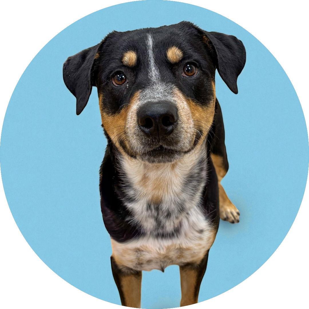 Enlarge Bruno, a Adopted mixed breed in Richardson, TX image 2/3