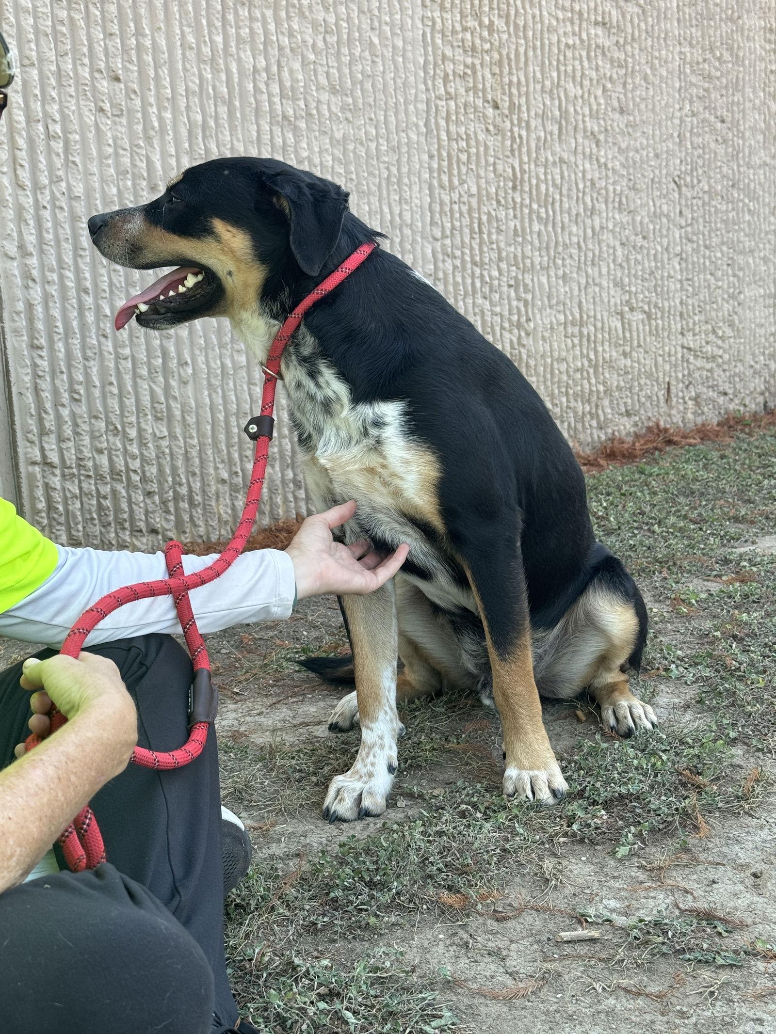 Enlarge Bruno, a Adopted mixed breed in Richardson, TX image 3/3
