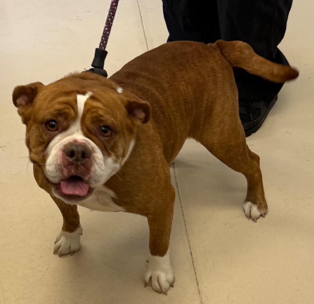 Penelope, Adopted, Young Female English Bulldog & Mixed Breed.